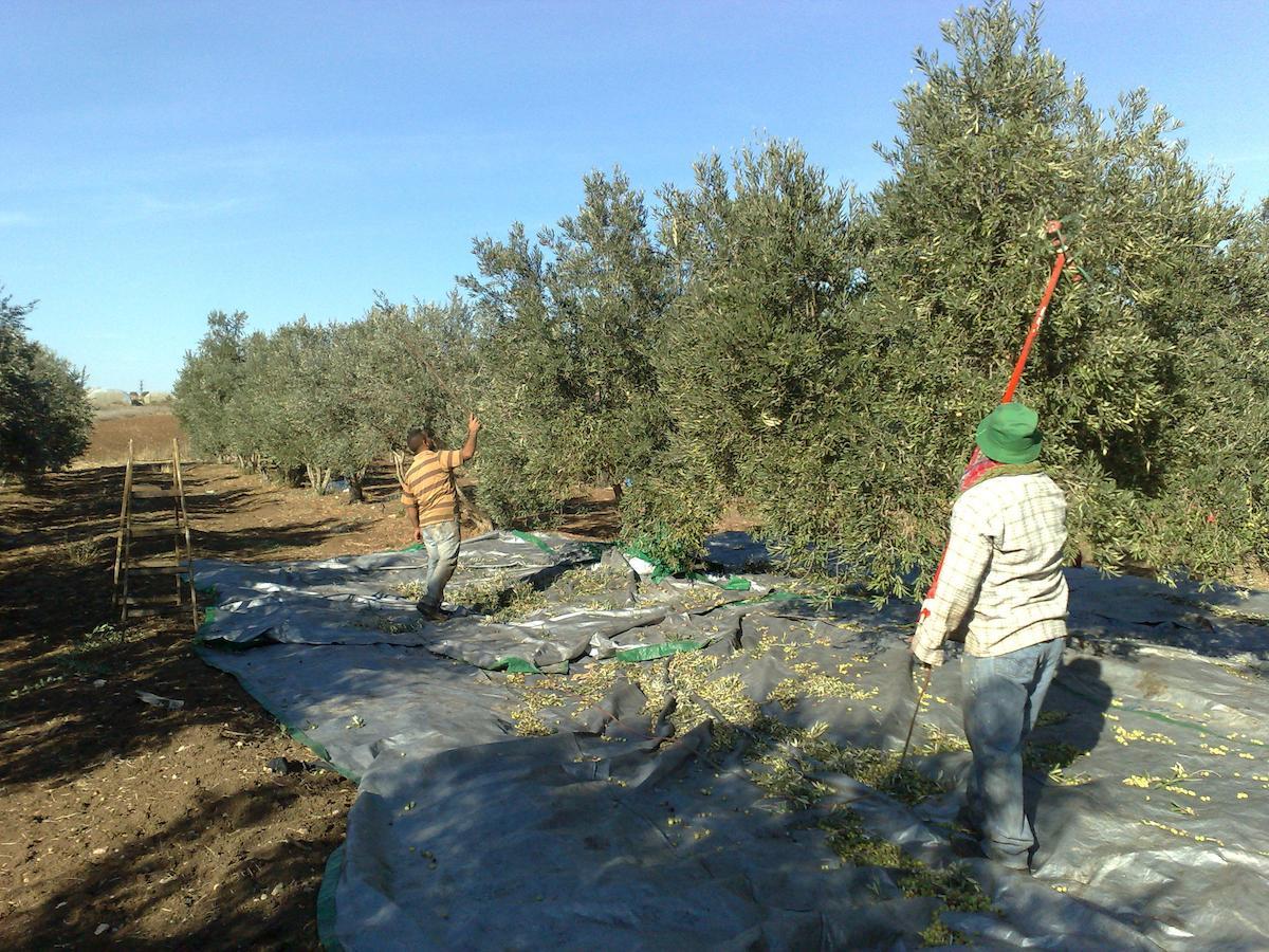 Peace Tent Villa Kfar Rut Esterno foto